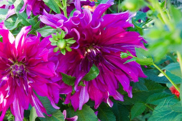 0176Serres du Jardin du Luxembourg.jpg - SONY DSC